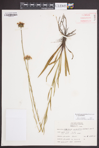 Marshallia graminifolia image