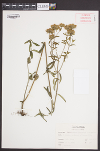 Pycnanthemum flexuosum image