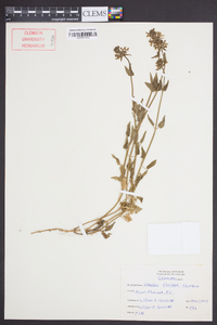 Stachys floridana image