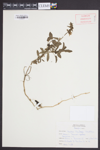 Stachys floridana image