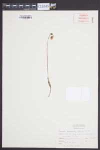 Utricularia gibba image