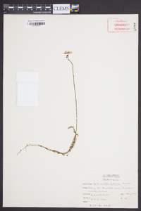 Utricularia gibba image