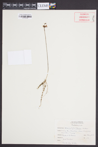 Utricularia gibba image