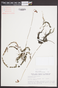 Utricularia juncea image