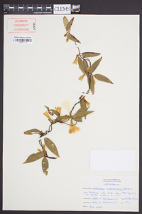 Gelsemium sempervirens image