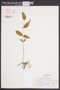 Spigelia marilandica image