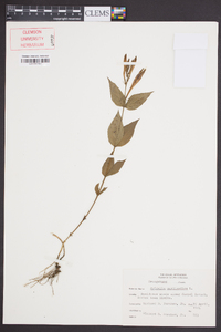 Spigelia marilandica image