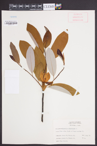 Magnolia virginiana image