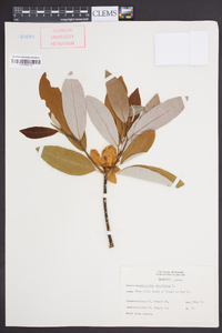 Magnolia virginiana image