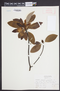 Magnolia virginiana image