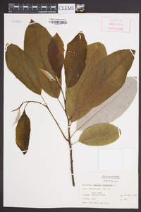 Magnolia virginiana image