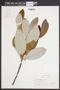 Magnolia virginiana image