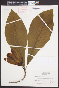 Magnolia tripetala image