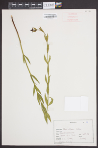 Rhexia alifanus image