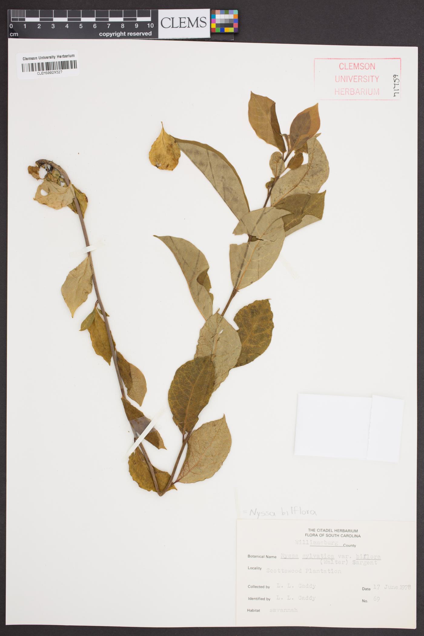 Nyssa biflora image
