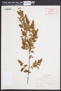 Ligustrum sinense image