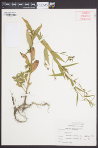 Ludwigia decurrens image