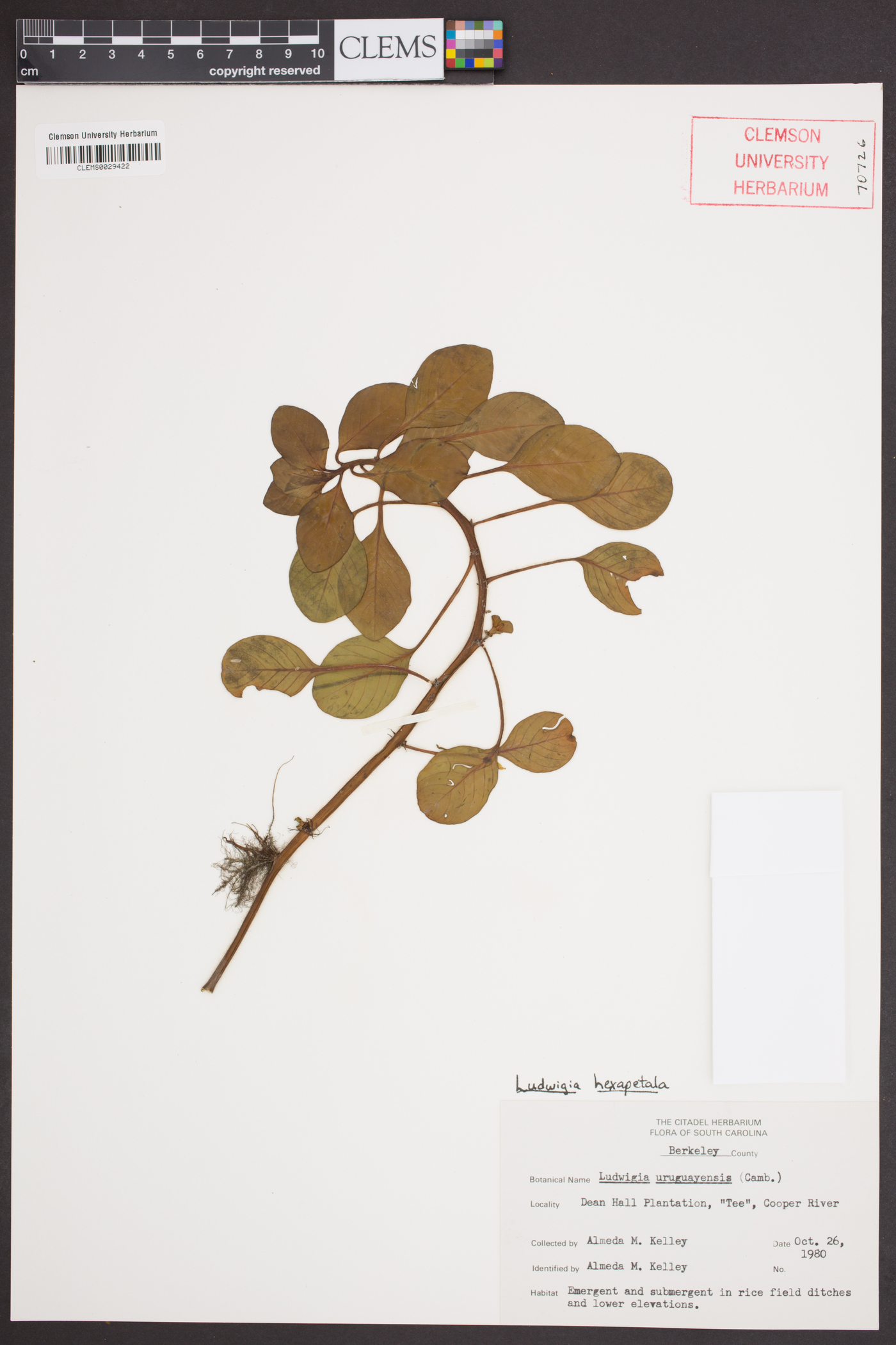 Ludwigia hexapetala image