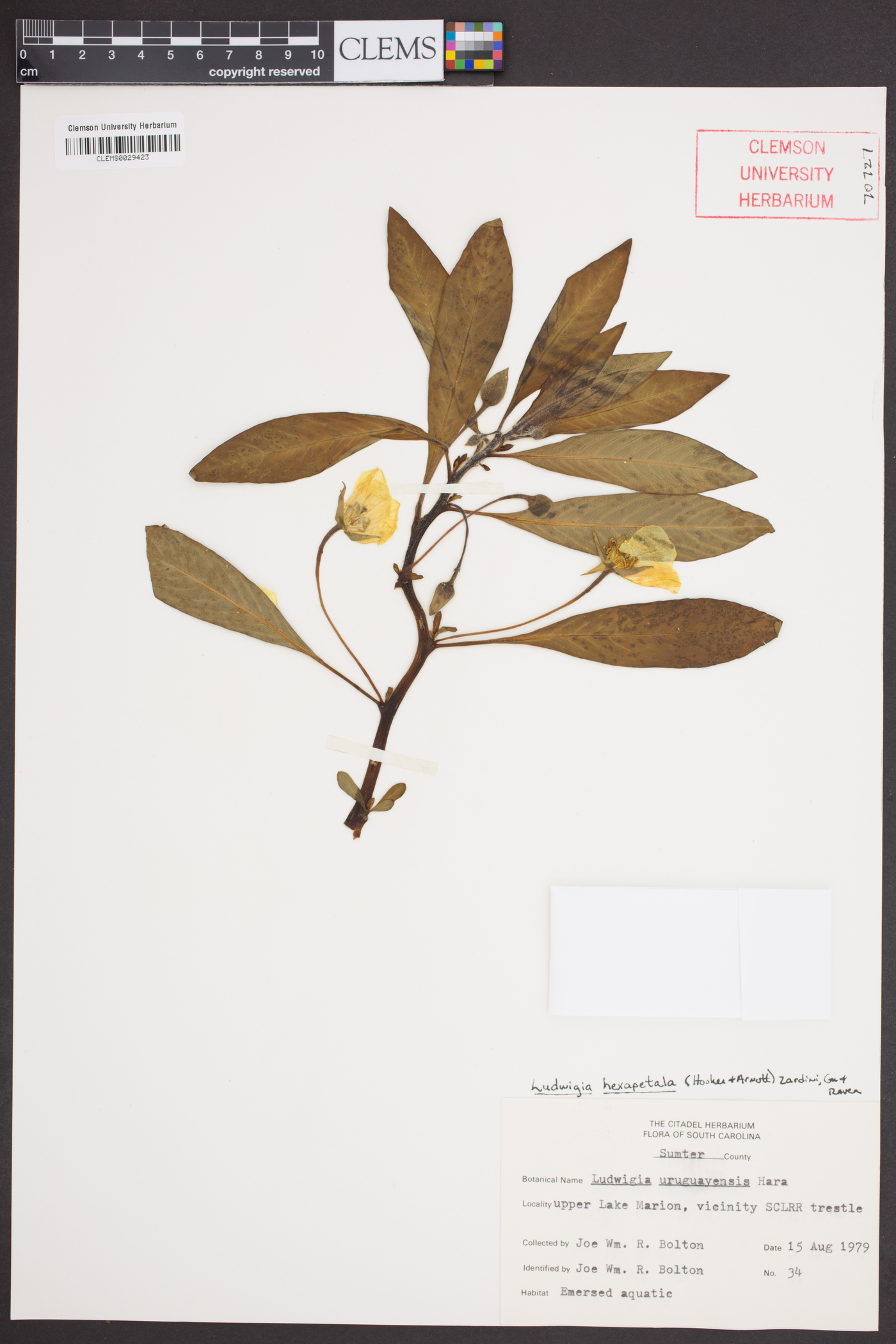 Ludwigia hexapetala image
