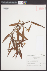 Ludwigia hexapetala image