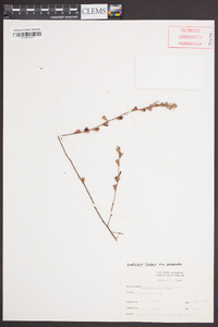 Ludwigia linearis var. puberula image