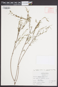 Ludwigia linearis var. puberula image