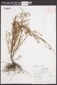 Ludwigia linearis var. linearis image