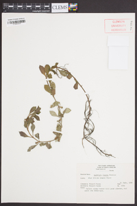 Ludwigia repens image