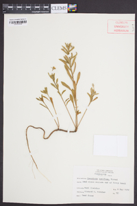 Oenothera humifusa image