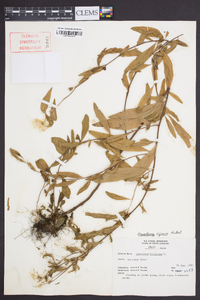 Oenothera riparia image