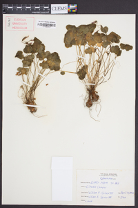 Oxalis rubra image