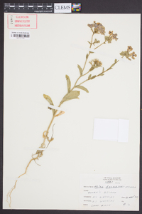 Phlox drummondii image