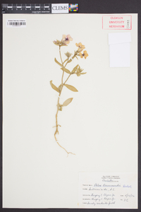 Phlox drummondii image