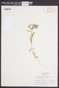 Phlox drummondii image