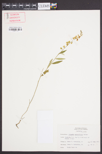 Polygala grandiflora image