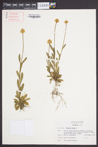 Polygala lutea image