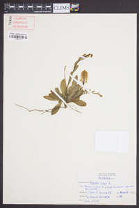 Polygala lutea image