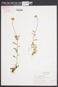 Polygala lutea image