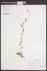 Polygala lutea image