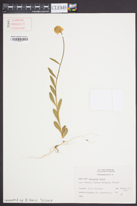 Polygala lutea image