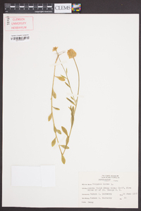 Polygala lutea image