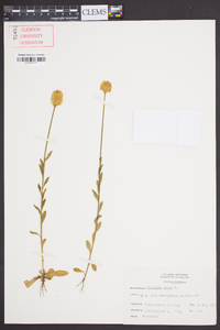 Polygala lutea image