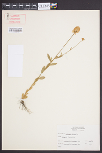 Polygala lutea image