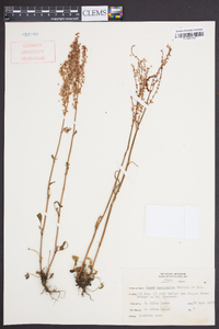 Rumex hastatulus image