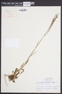 Rumex hastatulus image