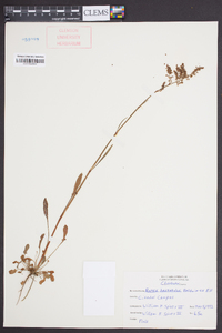 Rumex hastatulus image