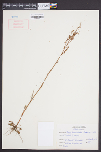 Rumex hastatulus image