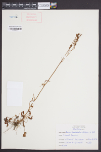 Rumex hastatulus image