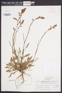 Rumex hastatulus image