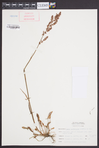 Rumex hastatulus image